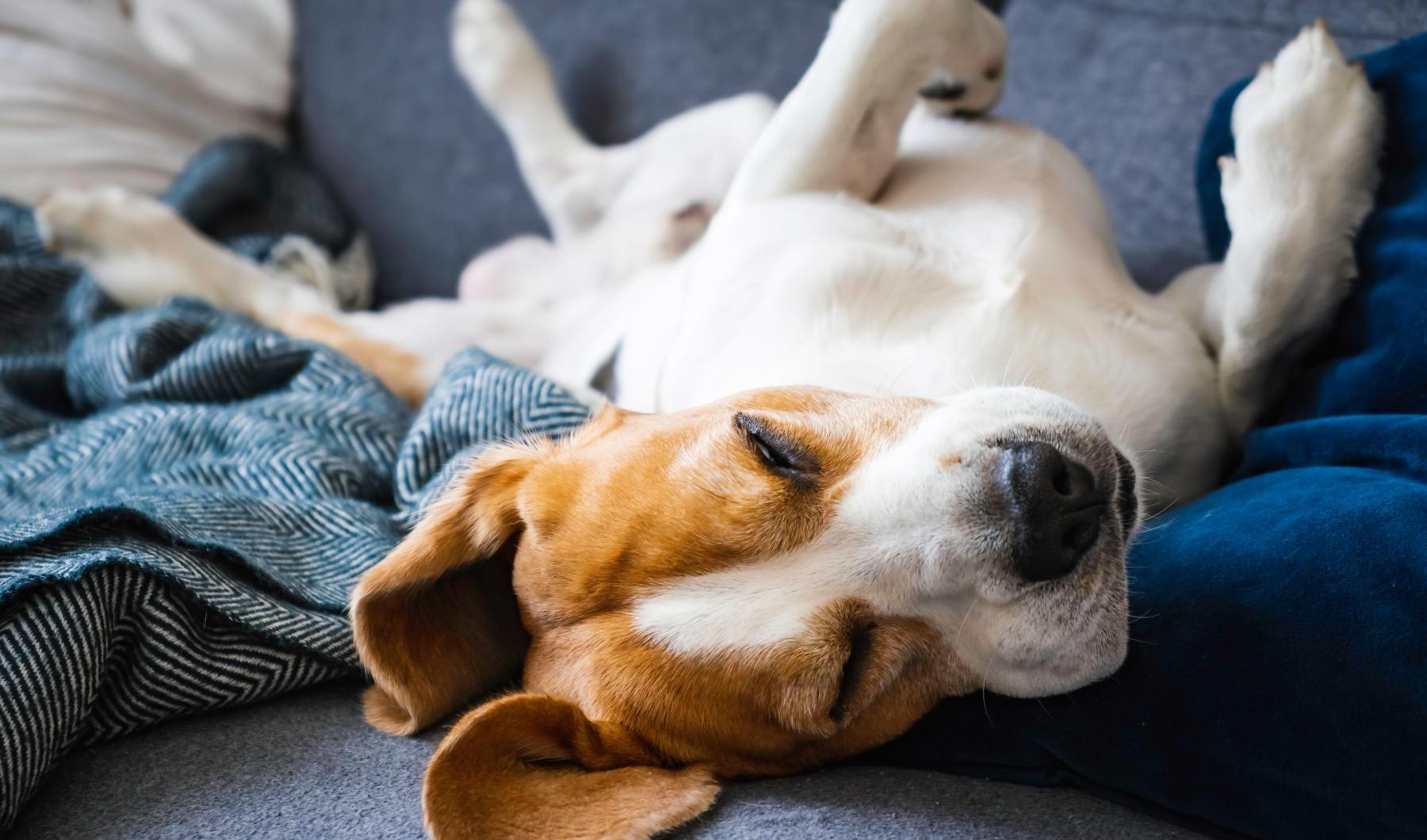 We're a pet-friendly community a dog sleeping on a blanket